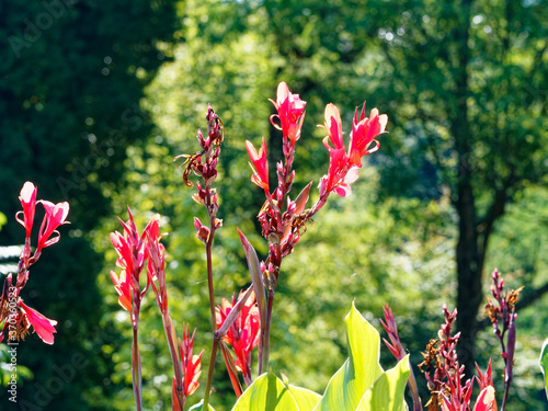 (Canna indica) Longs pétales pointus rouges flamboyant de Canna ou balisier ressemblant à des orchidées sur haute tige  photo