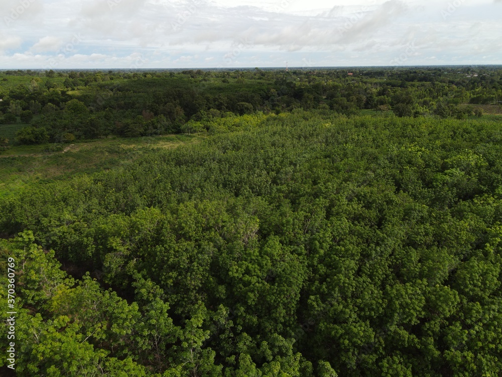 Obraz premium trees in forest view landscape.High angle shot