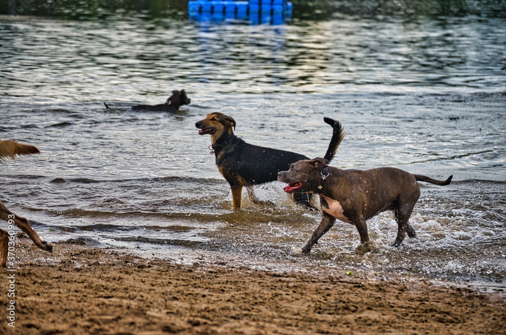 Dog play and romp on the dog beach in Langenhagen near Hannover at the Silbersee