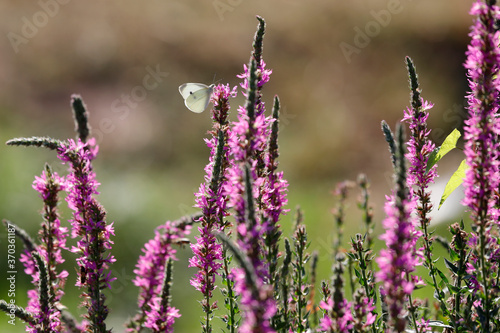 Blutweiderich Pflanze (Lythrum salicaria) mit Schmetterling Kohlweißling photo