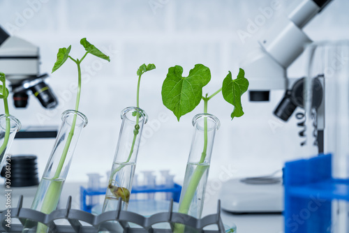 Konstfotografi Genetically modified plant tested
