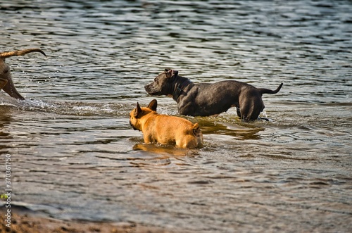 Dog play and romp on the dog beach in Langenhagen near Hannover at the Silbersee © Marcus Beckert