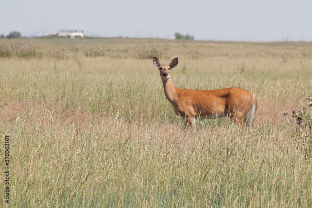 Fototapeta premium Deer in an open field