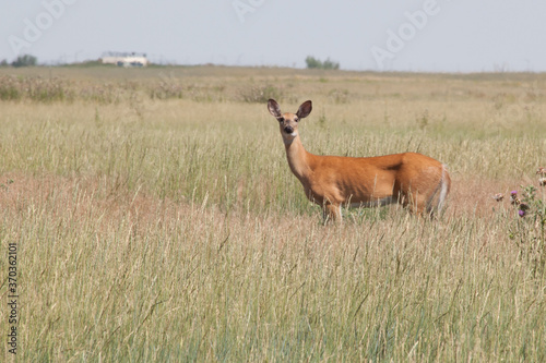 Deer in an open field