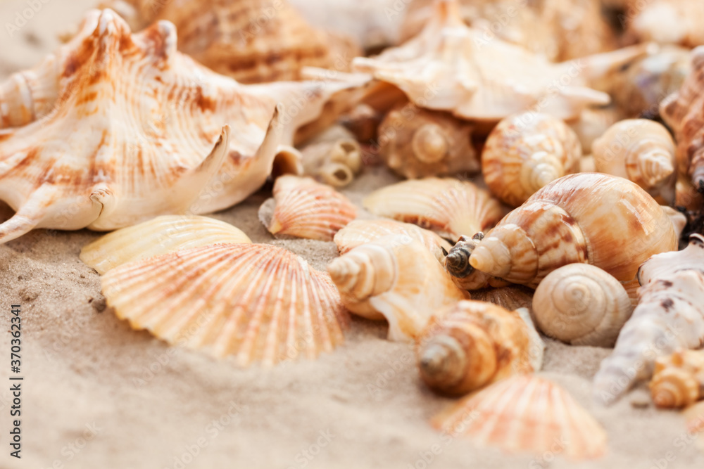 Seashells on the sand, summer beach tropical background travel concept with copy space for text Seashells on the sand, summer beach tropical background travel concept with copy space for text