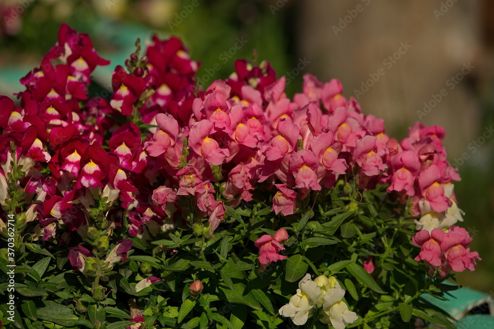 Russia. The blooming Antirrhinum (Snapdragon). Russia. The blooming Antirrhinum (Snapdragon).
