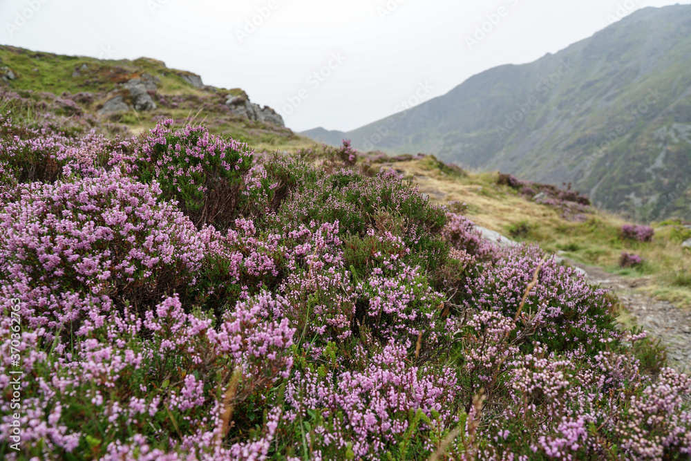 Heather growing on the slope of the mountains in Snowdonia, England. Heather growing on the slope of the mountains in Snowdonia, England.