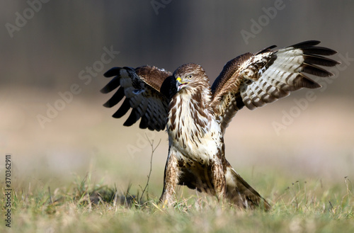 Common buzzard ( Buteo buteo ) © Piotr Krzeslak