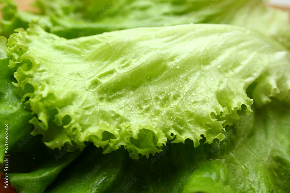 Photo of fresh green lettuce leaves with water drops. Photo of fresh green lettuce leaves with water drops.