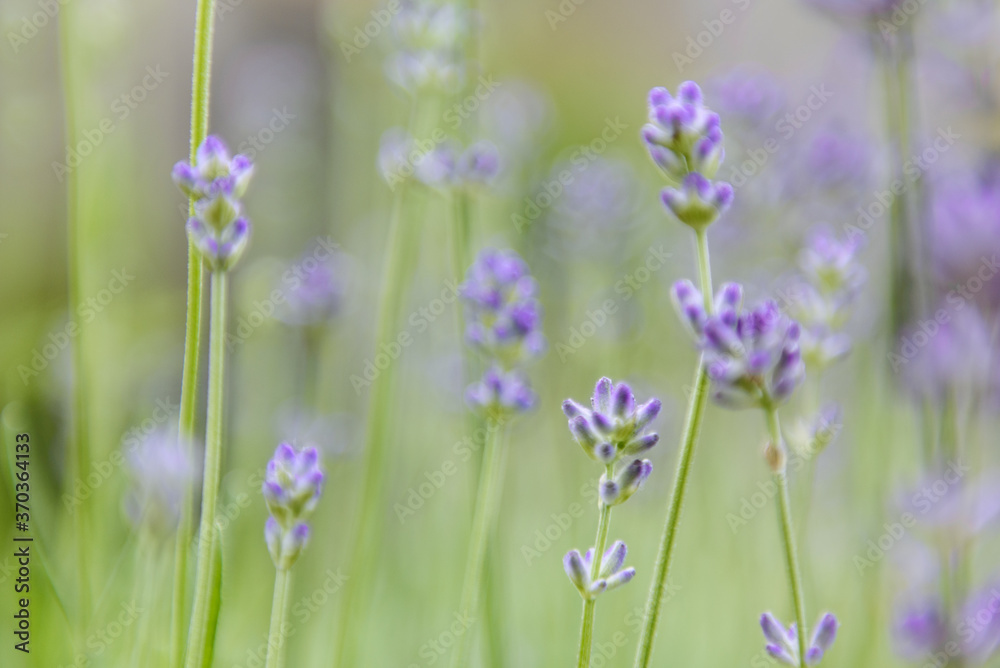 Obraz premium Beautiful lavander flowers on a blurred green background; selective focus, pastel colors; floral green and purple background