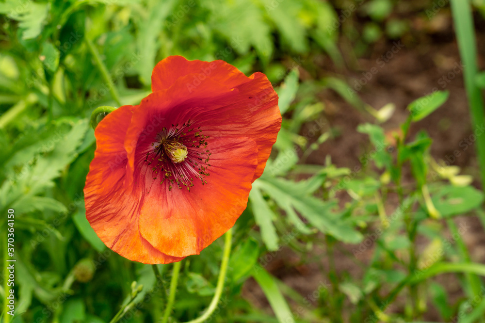 Blooming red poppy in the garden Blooming red poppy in the garden