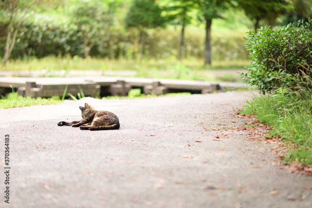 Obraz premium くつろぐ猫