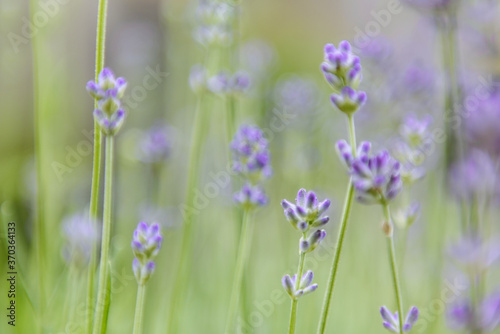 Beautiful lavander flowers on a blurred green background; selective focus, pastel colors; floral green and purple background