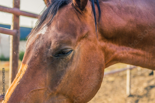 Sad calm look of brown horse muzzle close up
