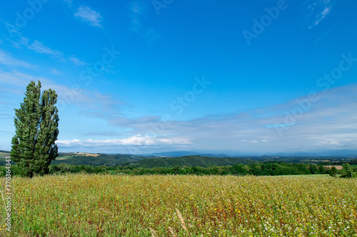 北海道の風景　夏の美瑛町 ケンとメリーの木 photo