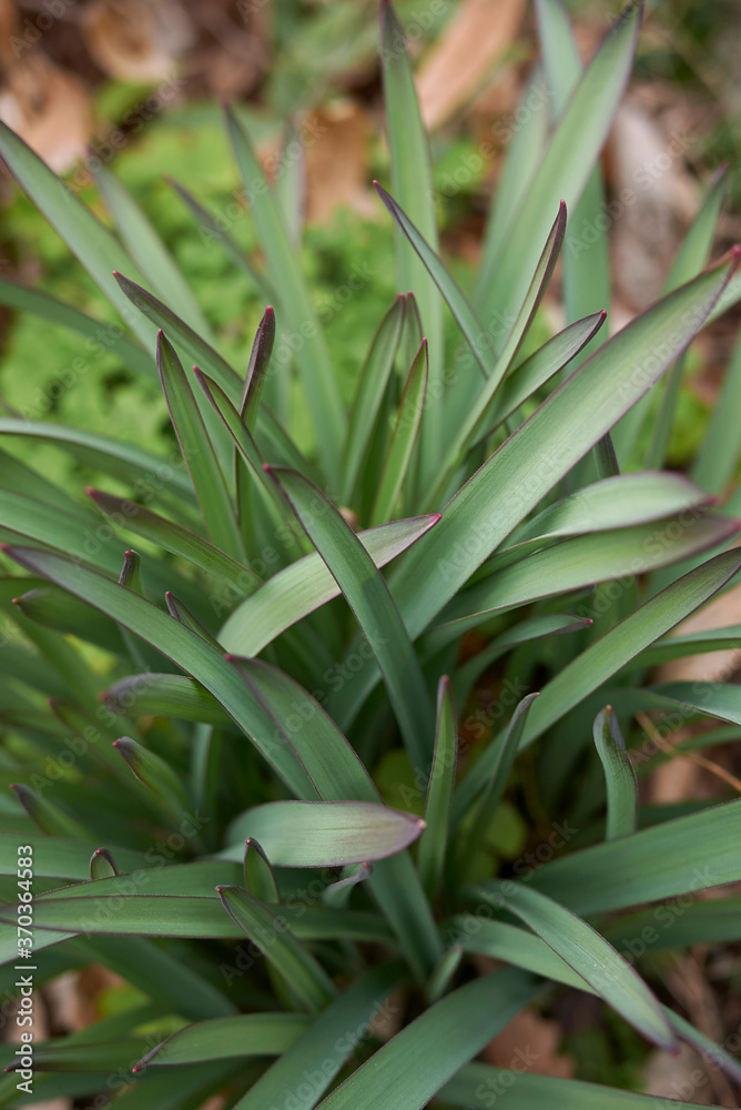 Allium aflatunense Allium aflatunense