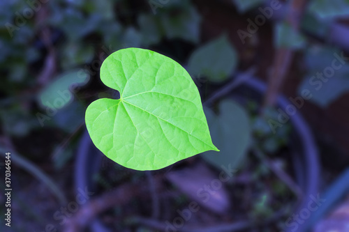 Heart-leaved moonseed leaf on top of plant pot.