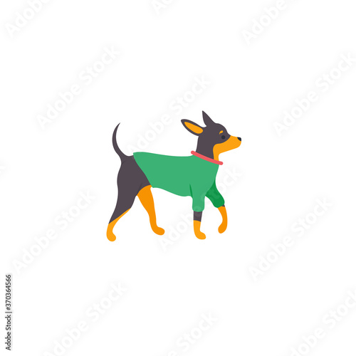 Funny cartoon style icon of russian toy terrier for different design. Cute family dog in overalls with text.