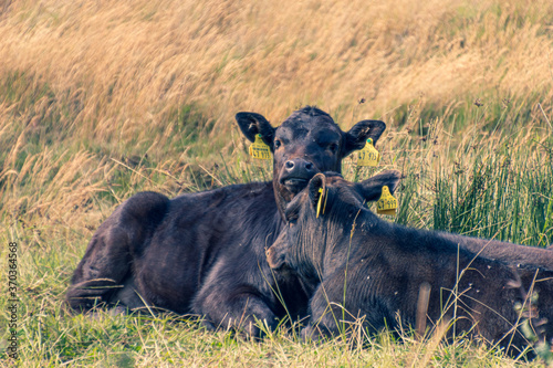 Two black cows are cuddling in a field of high grass