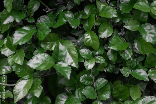 green leaves in the garden