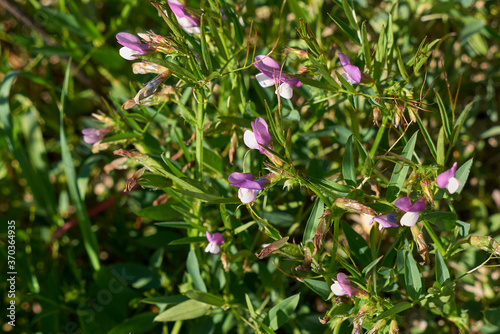 Vicia bithynica