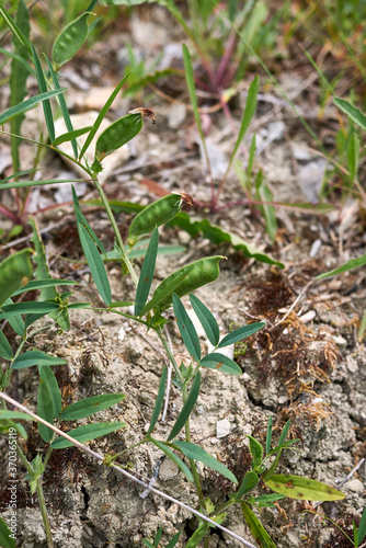 Vicia bithynica photo