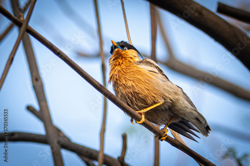 angry bird  india