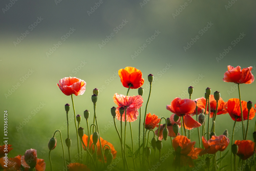 Fototapeta premium czerwone maki w polu