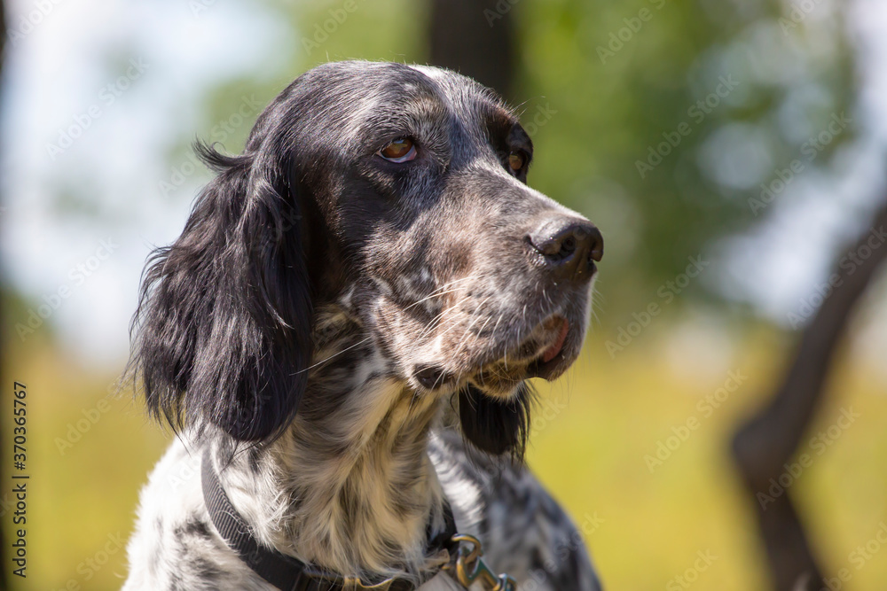 Portrait of a hunting dog. English setter.