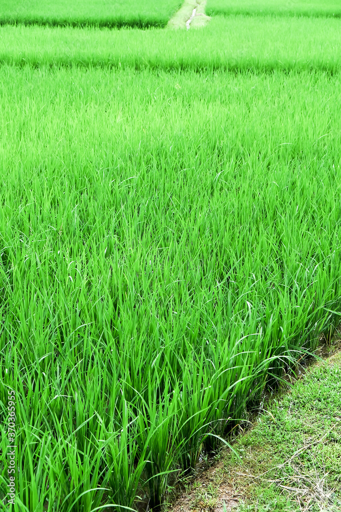 Fototapeta premium green Rice field at Nan Province,Thailand