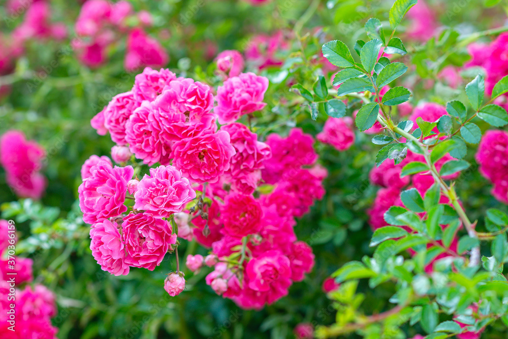 Pink rose flowers on the rose bush in the garden