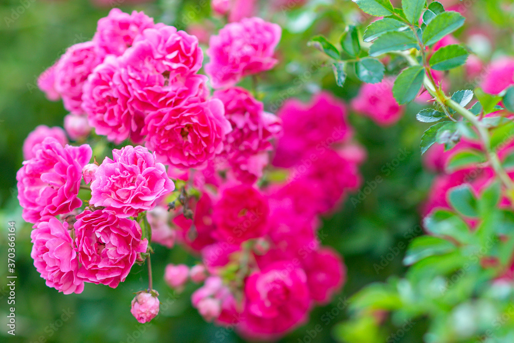 Pink rose flowers on the rose bush in the garden