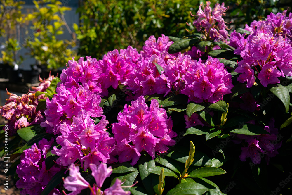Pink purple flowers of a Rhododendron shrub plant for sale in local garden nursery Pink purple flowers of a Rhododendron shrub plant for sale in local garden nursery