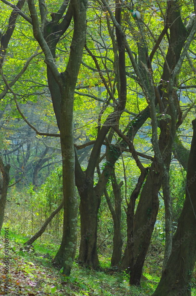 Obraz premium 森林の樹木の風景