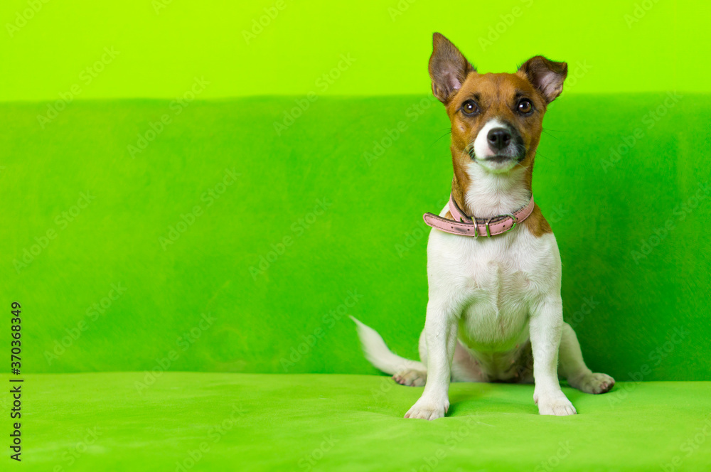 Funny Jack Russell Terrier puppy on a green background. The dog is sitting. Cute dog