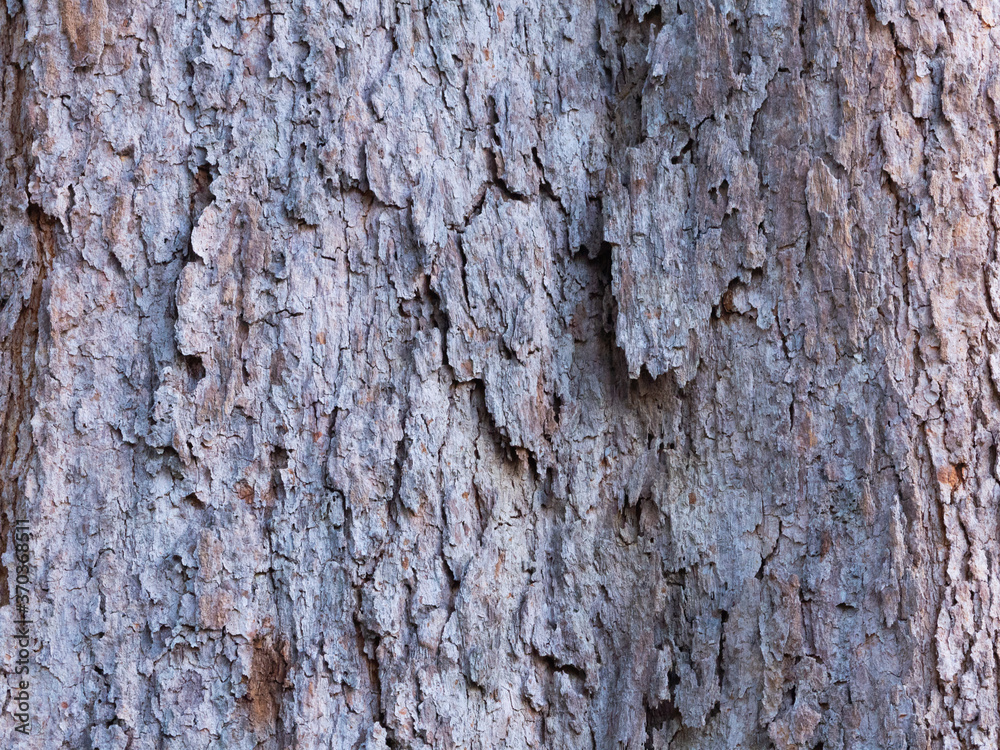 Obraz premium Gray and brown bark picture
