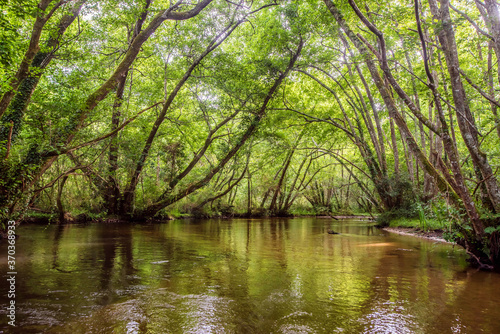 magnificent landscapes of a stream crossing the forest