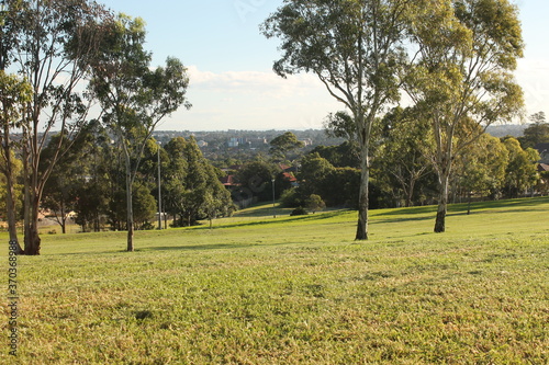 Grass trees skyline park suburban Australia © dyrrin