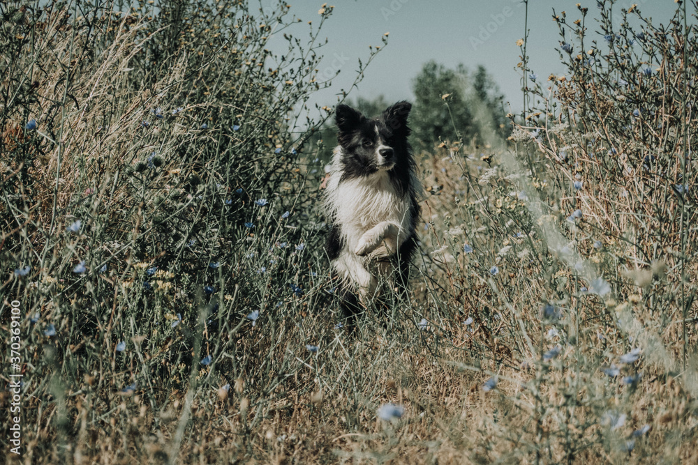Obraz premium Border collie perro saltando y corriendo