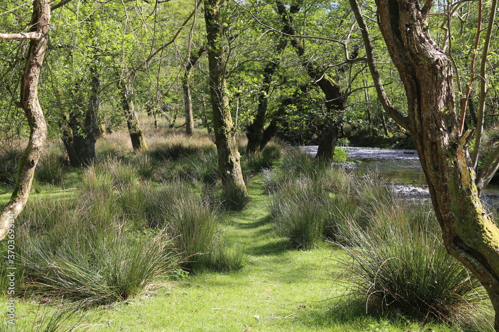 Fototapeta premium A grassy path leading between tufts of reeds in Cadair Idris National Nature Reserve, Snowdonia at Minffordd, Gwynedd, Wales, UK.