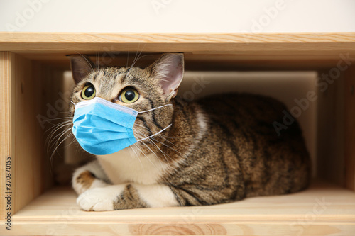 Cute fluffy cat in medical mask on wooden shelf. Virus protection for animal