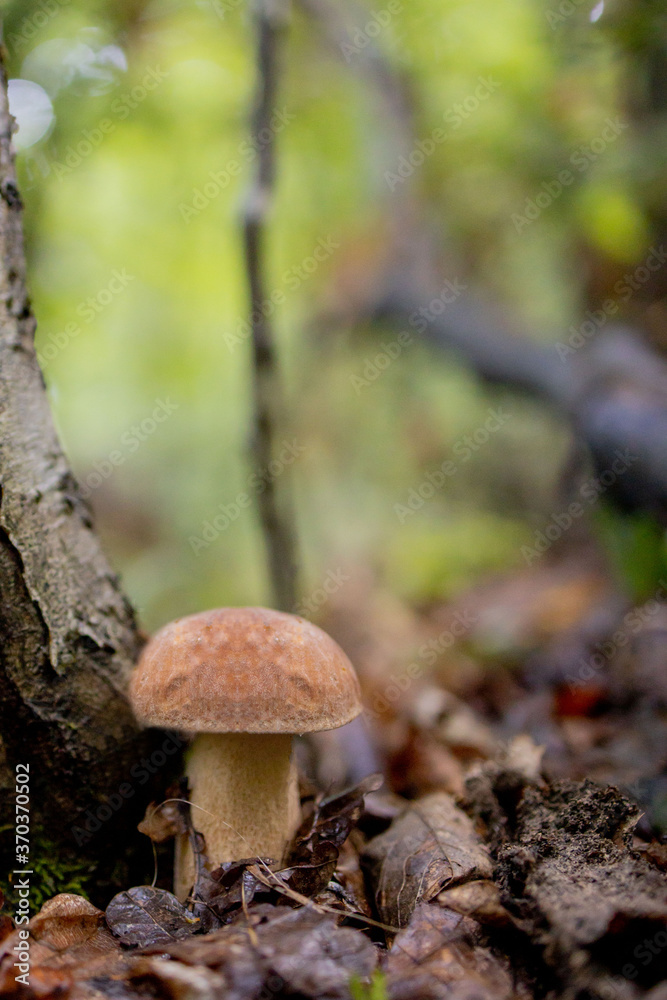 White mushrooms in the woods, on a background of leaves, bright sunlight. Boletus. Mushroom White mushrooms in the woods, on a background of leaves, bright sunlight. Boletus. Mushroom