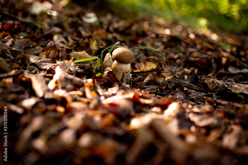 White mushrooms in the woods, on a background of leaves, bright sunlight. Boletus. Mushroom White mushrooms in the woods, on a background of leaves, bright sunlight. Boletus. Mushroom