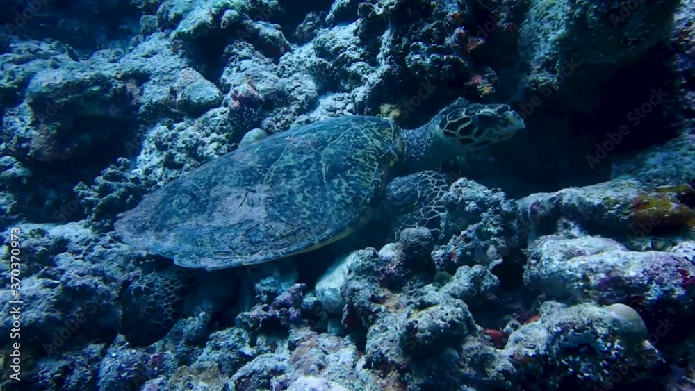 Green Sea Turtle Resting At The Cleaning Station By The Coral Reefs At The Bottom Of Blue Sea In Maldives. - close up shot Green Sea Turtle Resting At The Cleaning Station By The Coral Reefs At The Bottom Of Blue Sea In Maldives. - close up shot