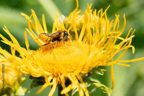 Honey bee collecting pollen from a Elecampane flower