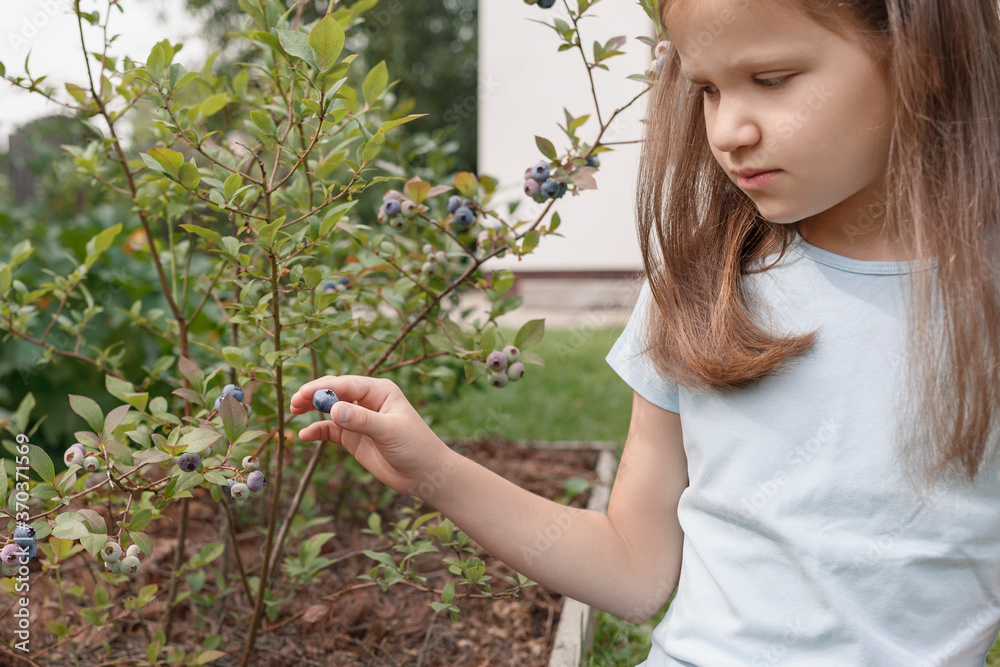 blueberry bushes in the home garden. Little girl holding a blueberry in his hand on a background of green blueberry bush in the garden blueberry bushes in the home garden. Little girl holding a blueberry in his hand on a background of green blueberry bush in the garden