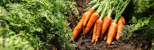 Pile of fresh ripe carrots on field. Banner design photo