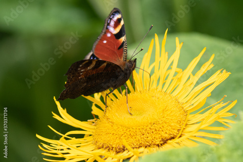 Peacock butterfly resting on a Elecampane