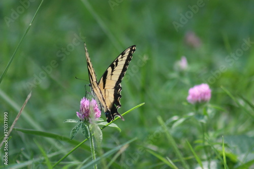 Tiger Swallowtail Butterfly 2020 II
