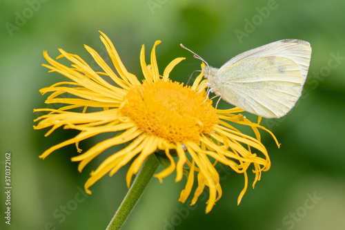 Large white butterfly resting on a Elecampane © Mike